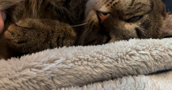 elisa pet sitter à PERPIGNAN 66100_1