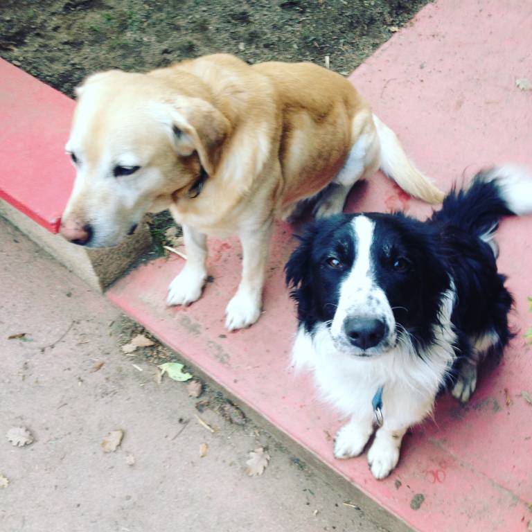 mélina pet sitter à Haguenau 67500_2