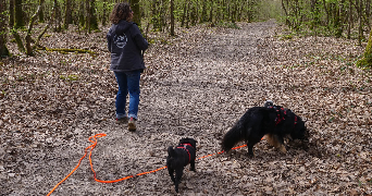 virginie dog sitter à BALLAN MIRE 37510_8