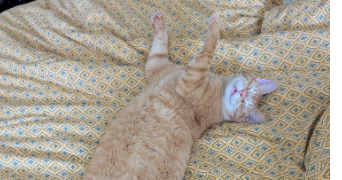 noa pet sitter à FONTENAY AUX ROSES 92260_1