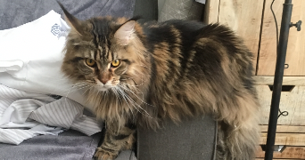 gwladys pet sitter à MONTROUGE 92120_2