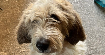 césar pet sitter à ST MAUR DES FOSSES 94100_3
