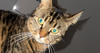 mathilde pet sitter à NANCY 54000_3