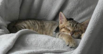 namadie pet sitter à CLERMONT FERRAND 63000_2