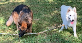 maëlyne pet sitter à ST PIERRE LA PALUD 69210_4