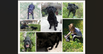 celia pet sitter à FONTENAY LE FLEURY 78330_1