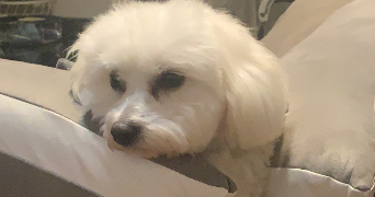le gouic pet sitter à BARACE 49430_1