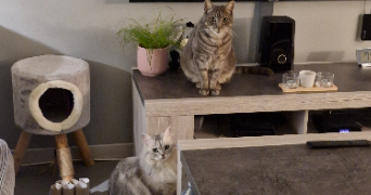 sonia pet sitter à LOUVRES 95380_1