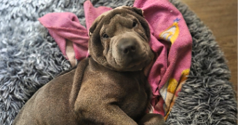 eva pet sitter à AUCH 32000_1
