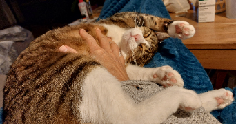 sandrine pet sitter à MOISSY CRAMAYEL 77550_1