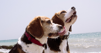 madeline pet sitter à FONTAINES 71150_6