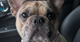 julie pet sitter à COMBS LA VILLE 77380_2