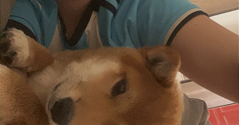 lola pet sitter à VESOUL 70000_2