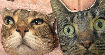 amelle pet sitter à BAGNEUX 92220_2