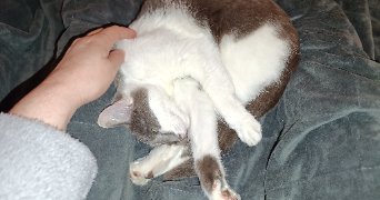 valerie pet sitter à AUZEVILLE TOLOSANE 31320_3