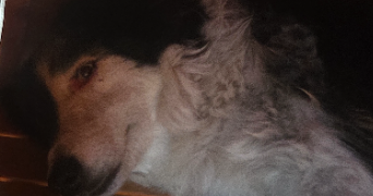 florence pet sitter à RIORGES 42153_3