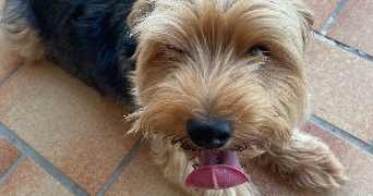 carine pet sitter à SEMBLANCAY 37360_2