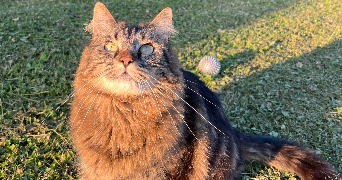 léna pet sitter à Chaumont 52000_1