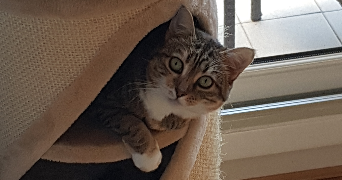 jean-benoit  pet sitter à CRETEIL 94000_1