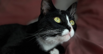 cassandre pet sitter à NOISY LE GRAND 93160_1