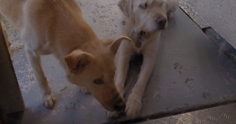 mignellie pet sitter à PAU 64000_4