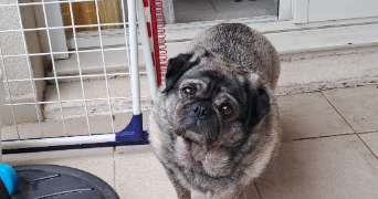 gomez pet sitter à MARSEILLE 12 13012_3