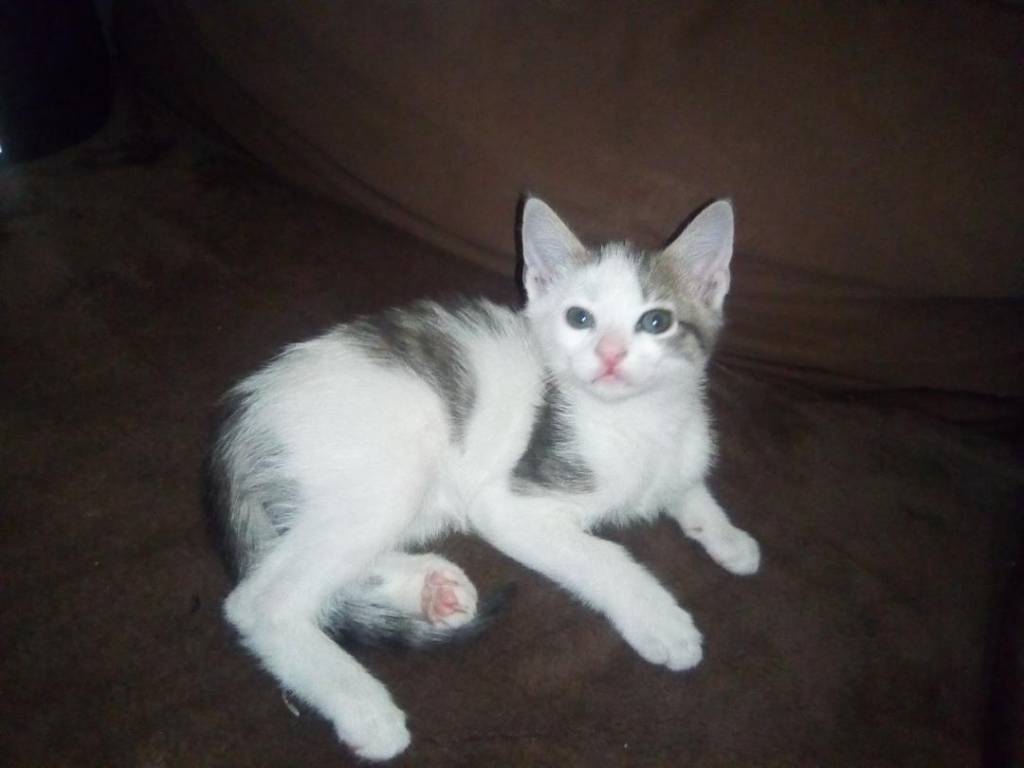 Aurore pet sitter à Mezel 63115_0