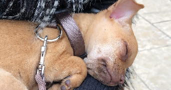 julie pet sitter à PARIS 11 75011_3