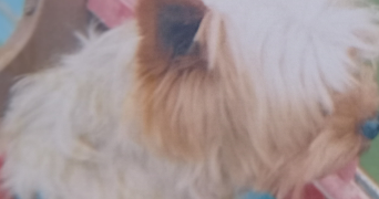 nadine pet sitter à Arcueil 94110_14