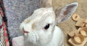 candice pet sitter à FERRIERES EN BRIE 77164_7