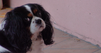 mathéa pet sitter à LE VERSOUD 38420_2