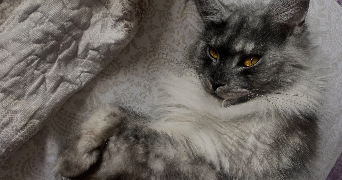 maryam cat sitter à ANNET SUR MARNE 77410_0