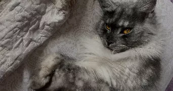 maryam cat sitter à ANNET SUR MARNE 77410