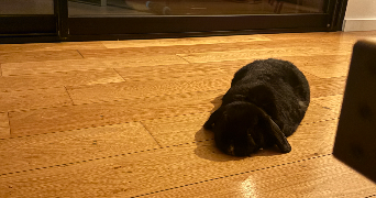 lola pet sitter à FONBEAUZARD 31140_0