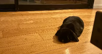 lola pet sitter à FONBEAUZARD 31140