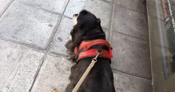 angèle pet sitter à NICE 06000_5