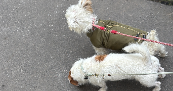 mikael dog sitter à BOULOGNE BILLANCOURT 92100_4