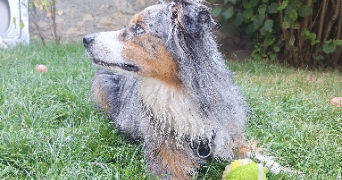clémentine pet sitter à EYBENS 38320_8