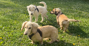 morgane pet sitter à PORTE DES BONNEVAUX 38260_5