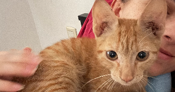 yvanna pet sitter à ORLEANS 45000_4