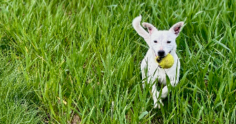 manon pet sitter à TOURS 37100_3