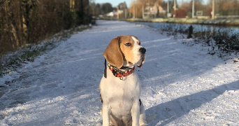 axel pet sitter à ST OMER 62500_0
