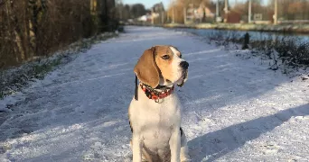 axel pet sitter à ST OMER 62500