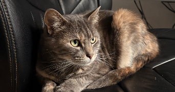 margot pet sitter à LILLE 59000_2