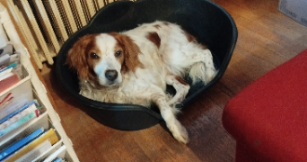 kelly pet sitter à MACON 71000_1