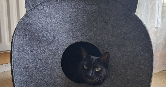 isabelle pet sitter à NANTERRE 92000_8