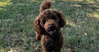 salomé pet sitter à Lille 59000_9