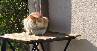 lucie  pet sitter à CLERMONT FERRAND 63000_3