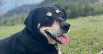 fanny pet sitter à TOURRETTE LEVENS 06690_2