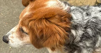 ghislaine pet sitter à SEREZ 27220